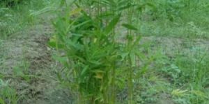 Tissue Culture Bamboo Plant