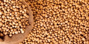 Natural Soybean Seeds