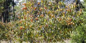 Persimmon Plant