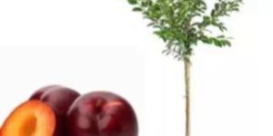 Plum Plant