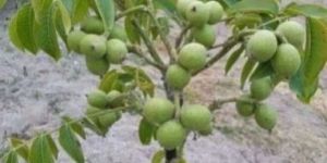 Walnut Plant