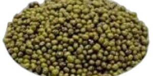 Green Mung Bean