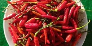 Bird Eye Chilli