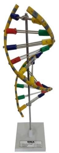 DNA Model