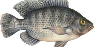 Tilapia Fish