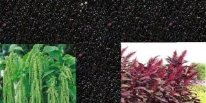 Amaranthus Caudatus Seeds