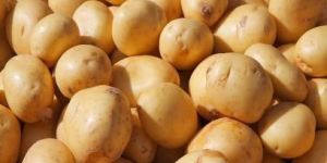 Chipsona Potato Seeds