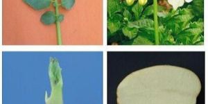 Chipsona Potato Seeds