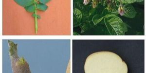 Kufri Chandramukhi Potato Seeds