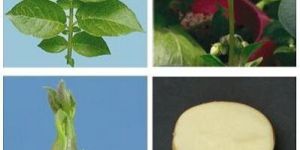 Kufri Jyoti Potato Seeds