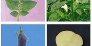 Kufri Pukhraj Potato Seeds