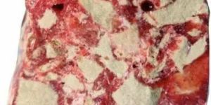 Tiger Red Solid Loban