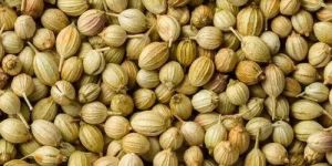 Coriander Seeds