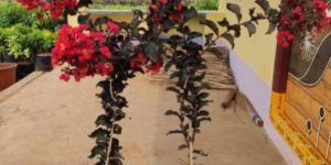 Lagerstroemia Black