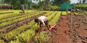 Pandanus Pygmaeus Thouars