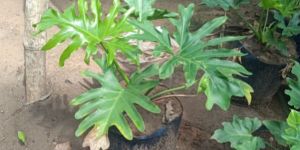 Philodendron Selloum