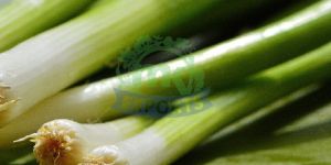 Fresh Spring Onion