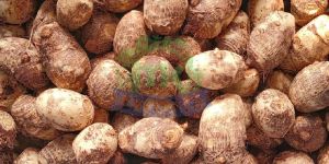Fresh Taro Root