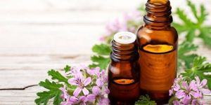 Geranium Essential Oil