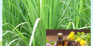 Citronella Oil