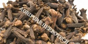 Clove Oil