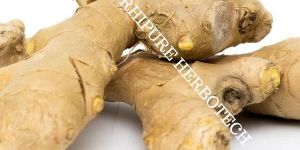 Ginger Oil