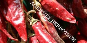 Paprika Oleoresin
