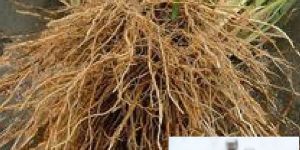 Vetiver Oil