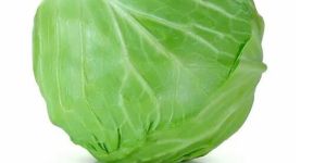 Fresh Cabbage