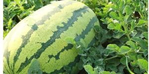 Fresh Watermelon