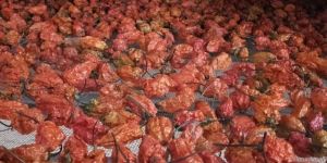 Dried Bhut Jolokia Chilli
