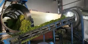 Green Peas Processing Plant