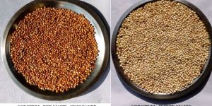 Sorghum - White & Red - Jowar - Cholam