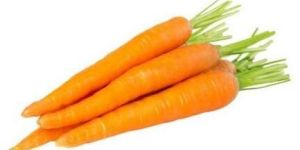 Fresh Carrot