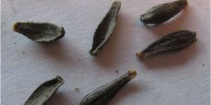 Dahlia Seeds