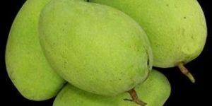 Himayat Mango