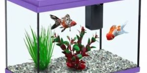 Aquarium Fish Tank