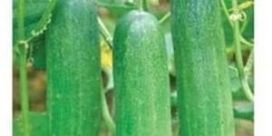 Hybrid Cucumber Seed