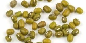 Moong Seed