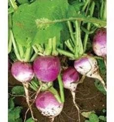 Turnip Seed