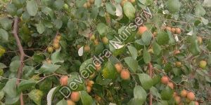Red Apple Ber Plant