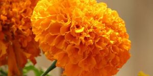 Marigold Flower Seed