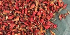 Bird Eye Chilli