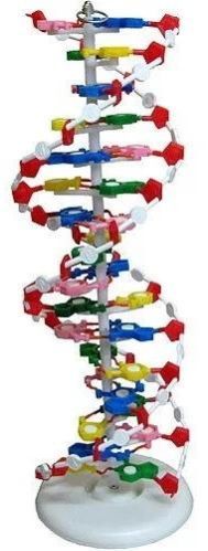 DNA Model