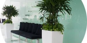 Large Indoor Planters