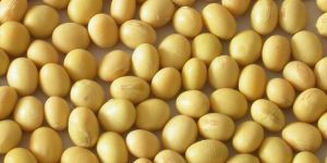 Soya Bean Seeds