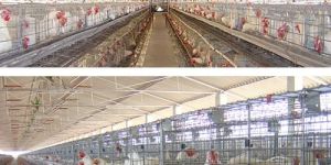 G E ROYAL PLUS+ BREEDER CAGES