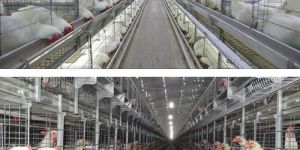 Ge Ultima Pullet Battery