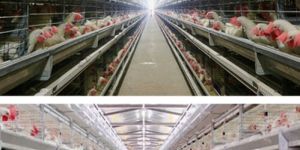 G E ULTIMA - LAYER BATTERY