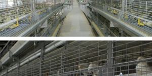 G E ULTIMA PULLET BATTERY CAGE